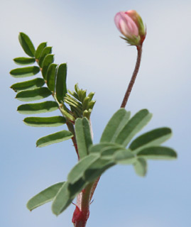 חולות סכר, 24-2-10. צילום: © ערגה אלוני