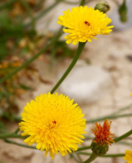 כמהין, 24-2-2010. צילום: © שרה גולד