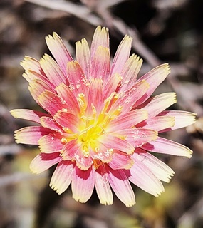 תפרחת שן-ארי מחוספסת במג'דל-שמס, מאי 2025. צילום: © איתן שפירא