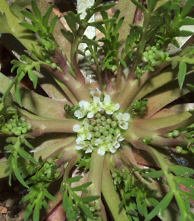 צילום: © דרור מלמד