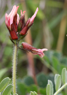 מודיעין, 5-3-2010. צילום: © שרה גולד