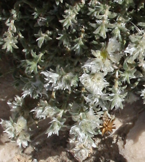 הר הנגב, 3-3-10. צילום: © ערגה אלוני