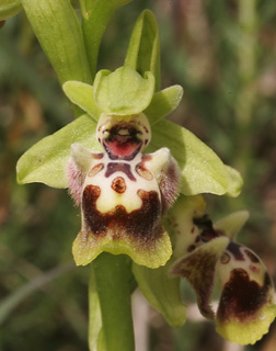 מורת בני ציון, 6-3-10. צילום: © אלי ליבנה 