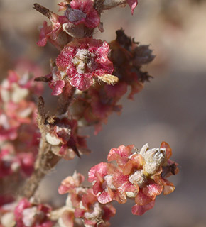 הר הנגב, 1-2020. צילום: © איתן שפירא