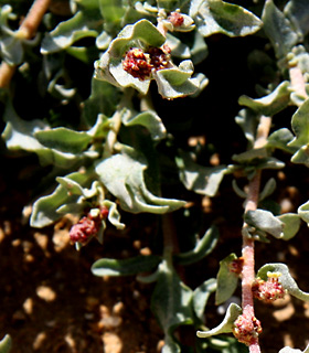 בורות הקצינים בהר הנגב., 3-3-10. צילום: © ערגה אלוני