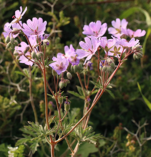 ליד הישוב נמרוד , 3-2017. צילום: © שרה גולד