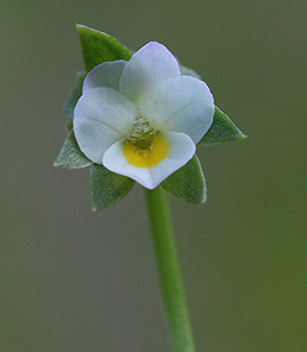גן בוטני אוניברסיטאי גבעת רם, 4-2018. צילום: © שרה גולד