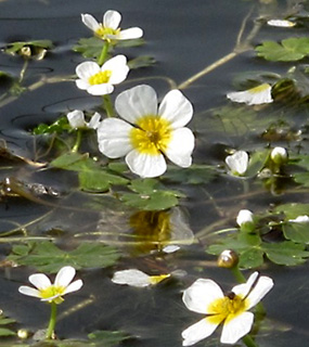 צומת המפלים, 7-3-10. צילום: © עירית צוק קובצ'י