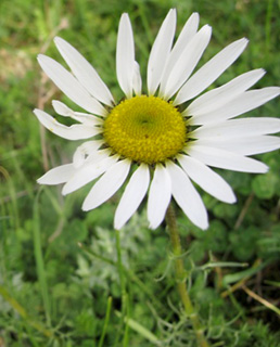 החרמון, 7-3-10. צילום: © עירית צוק קובצ'י