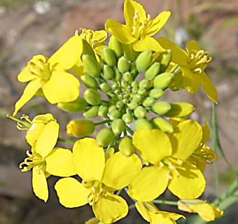 לוד, אפריל, צילום: © שרה גולד