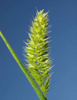 נס ציונה, 4-3-10. צילום: © דרור מלמד