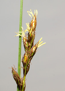 צומת המפלים גולן, 5-3-10, צילום: © דרור מלמד