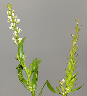 צומת המפלים גולן, 5-3-10. צילום: © דרור מלמד