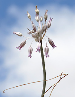 נחל תמרים ליד ים המלח , 3-2015. צילום: © שרה גולד