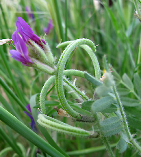 גבעות גורל, 16-3-10. צילום: © עירית צוק קובצ'י