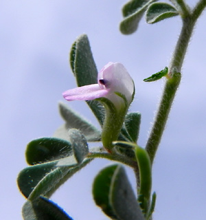 הרי אילת, מרץ. צילום: © מורי חן