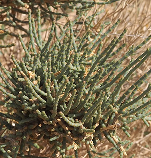 עין צין , 4-2021, צילום: © רון פרומקין