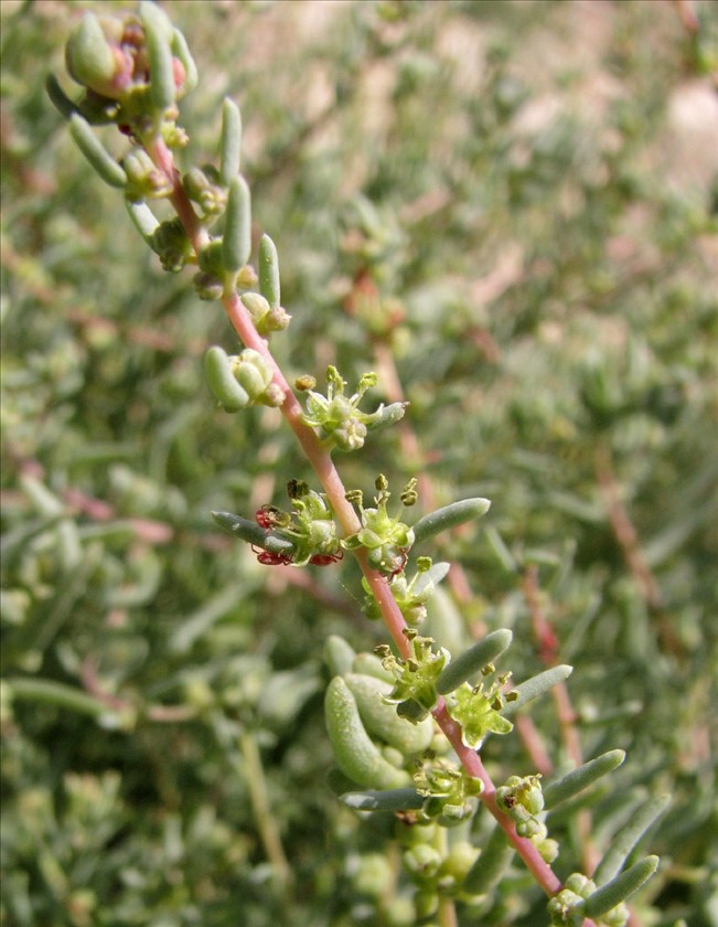 ענף נושא פרחים. צילום: עמרם אשל