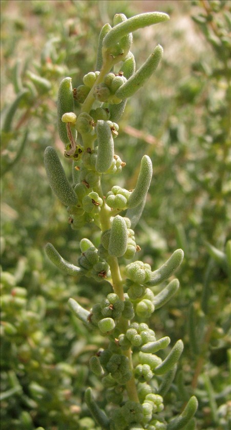 ענף נושא פירות. צילום: עמרם אשל