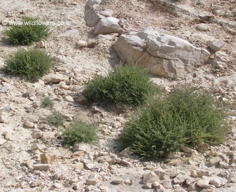 הצמח בנוף. צילום: עמרם אשל