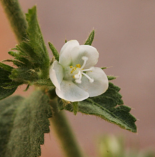 אילת, 2-2013. צילום: © אלי ליבנה