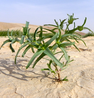 בנחל חיון (בקעת עובדה), 4-2010. צילום: © מורי חן