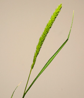 ניר עציון, 23-3-2010. צילום: © דרור מלמד