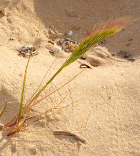 חולות ראשון לציון, 4-10. צילום: © דרור מלמד