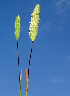 פארק השרון, 3-2010. צילום: © דרור מלמד