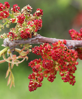  גבעת שר. מודיעין, מרץ. צילום: © שרה גולד
