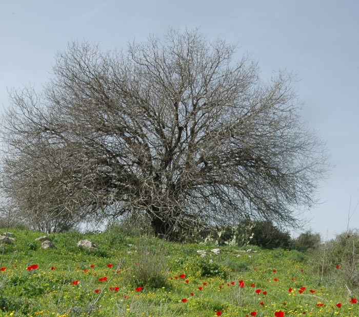 עץ בשלכת. צילום: עמיקם שוב