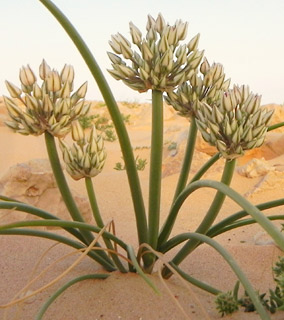 יהל, 4-2010. צילום: © מורי חן