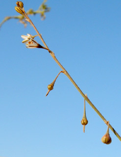 נימרה, 4-2010. צילום: © מורי חן