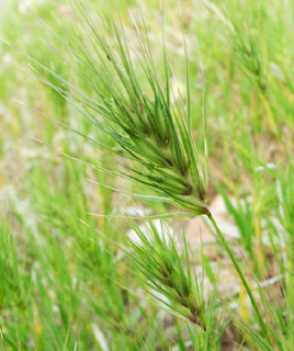 נחל מחוך, 3-10. צילום: © איתן שפירא