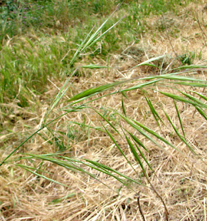 עין בדולח, 7-4-10. צילום: © איתן שפירא