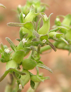 שומרון, 3-10. צילום: © איתן שפירא