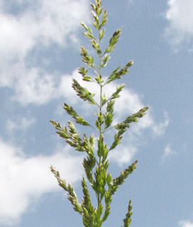 עין בדולח, 4-10. צילום: © איתן שפירא