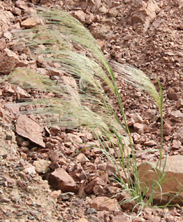 הרי אילת. צילום: © ערגה אלוני