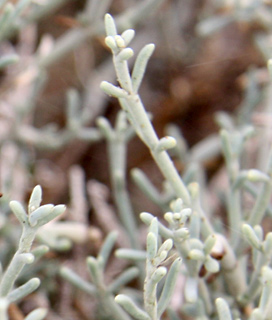 צילום: © ערגה אלוני