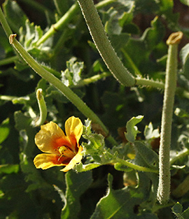 לקיה, 5-2016. צילום: © אלי ליבנה