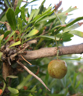 ראש הנקרה, 4-10. צילום: © עירית צוק קובצ'י