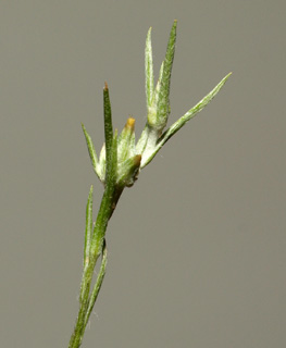 יער אילנות, 4-10. צילום: © דרור מלמד