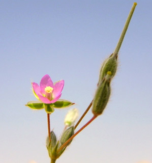 נימרה ליד אילת, 4-10. צילום: © מורי חן