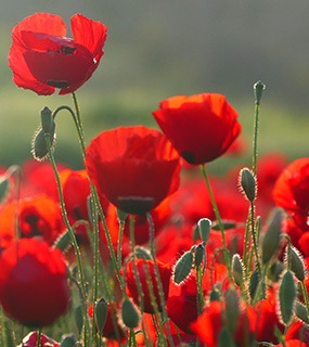 ליד חולדה, 3-1019. צילום: © שרה גולד