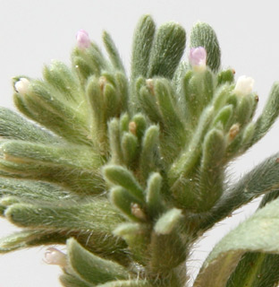 ליד אילת, 3-10. צילום: © ערגה אלוני