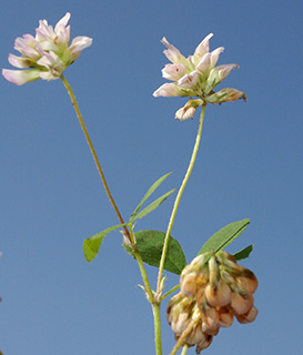 צילום: © דרור מלמד