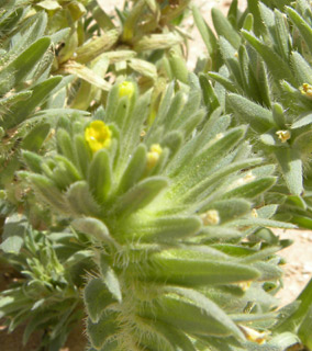 ליד אילת, 4-10. צילום: © מורי חן