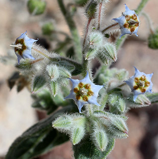 ליד אילת, 2-2017. צילום: © איתן שפירא