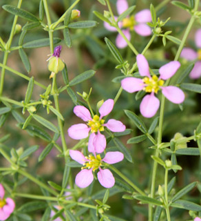 צילום: © ערגה אלוני