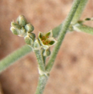 צילום: © ערגה אלוני